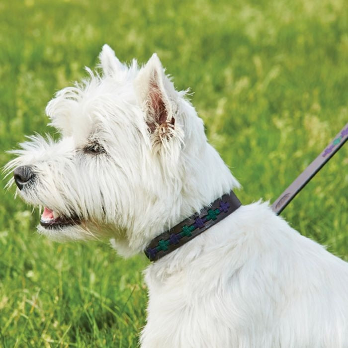 Weatherbeeta Polo Leather Dog Collar