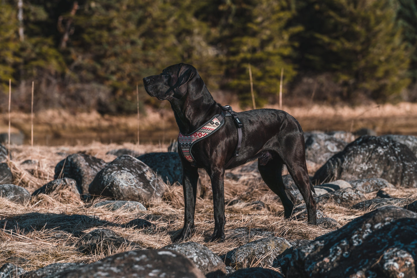 Weaver Terrain D.O.G. Tracking Harness