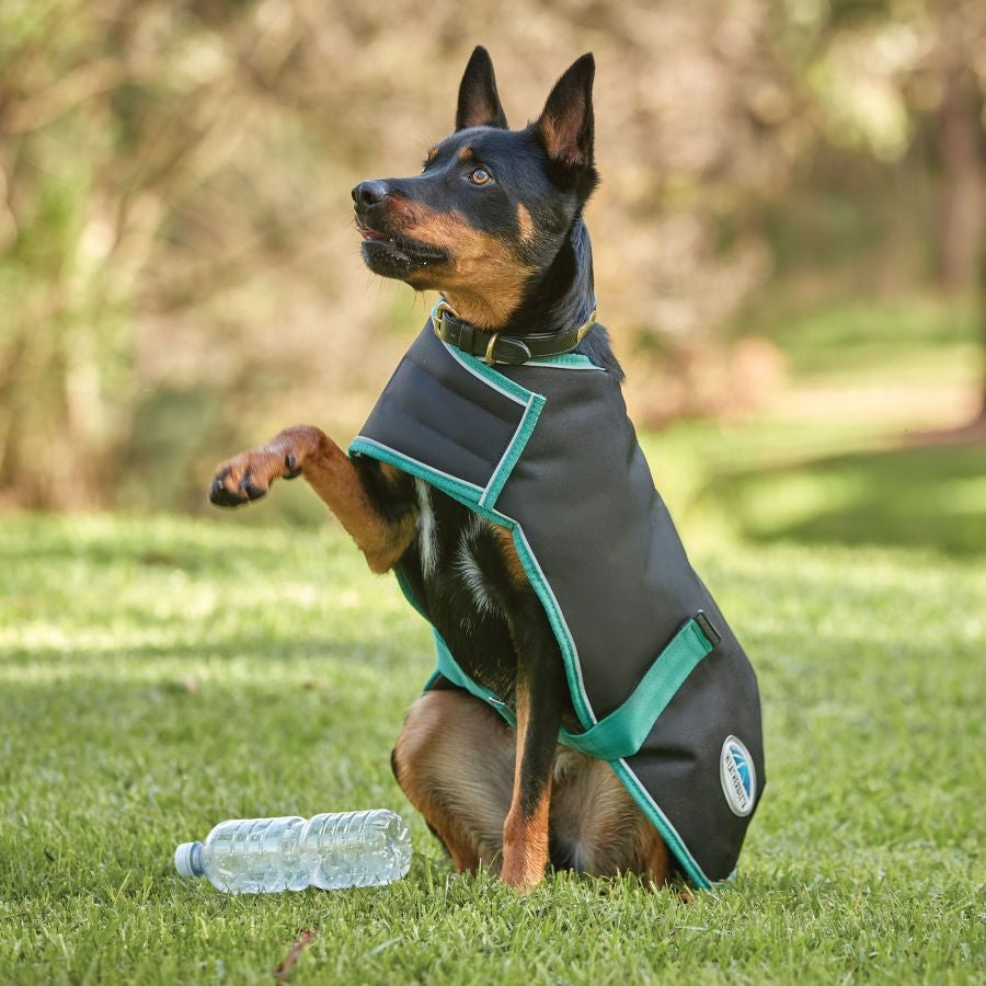 Weatherbeeta Green-Tec 900D Lite Plus Dog Coat