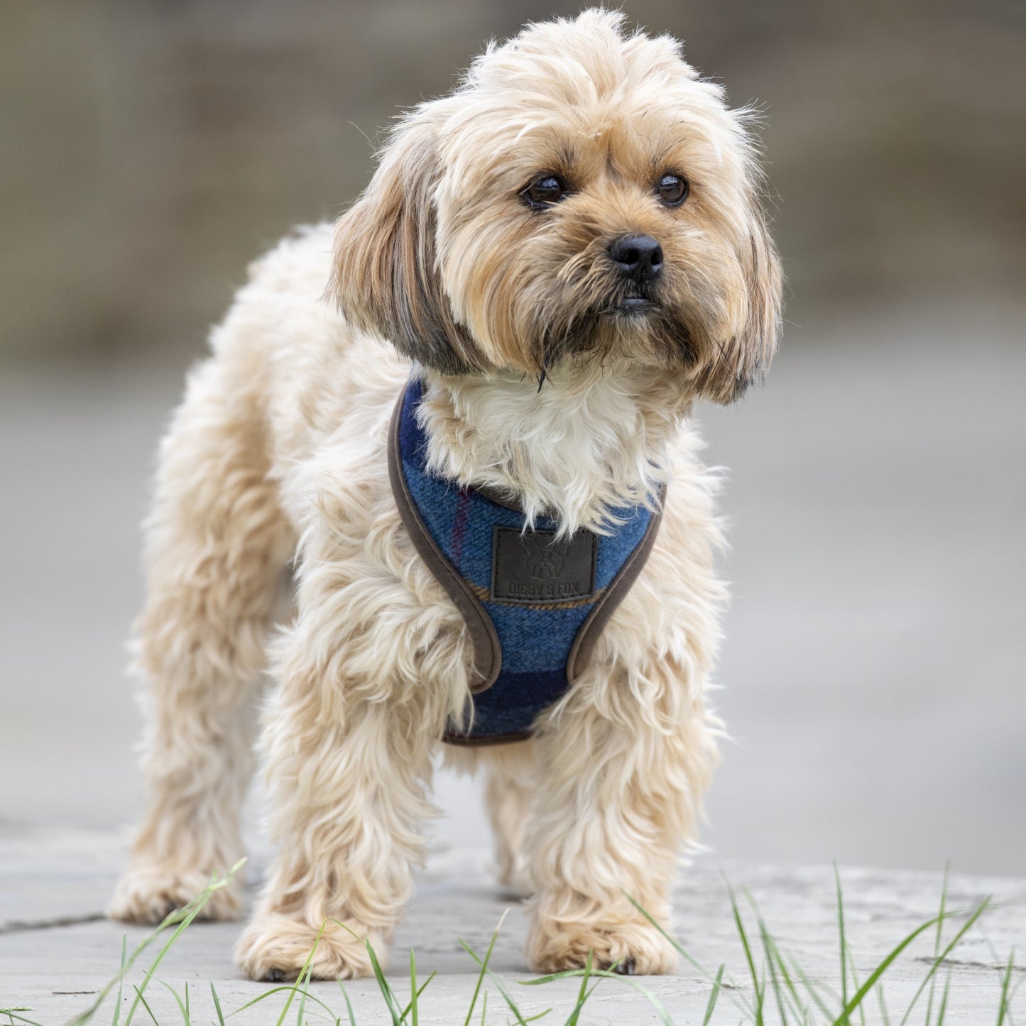 Shires Digby & Fox Tweed Dog Harness