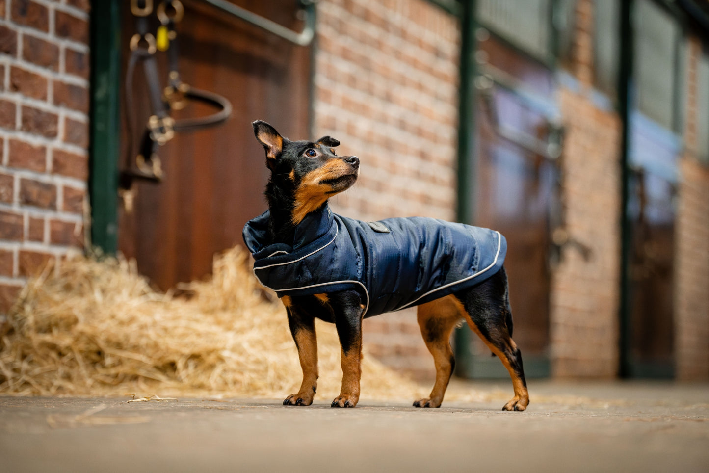 Horseware Signature Dog Coat