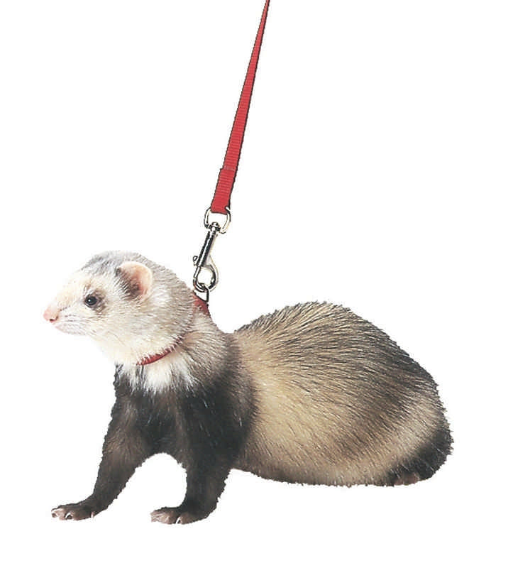 Harness And Lead Set For Ferrets