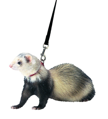 Harness And Lead Set For Ferrets