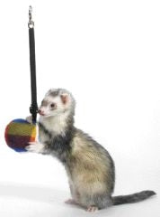 Bungee Toy For Ferrets