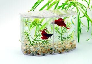 Betta Keeper