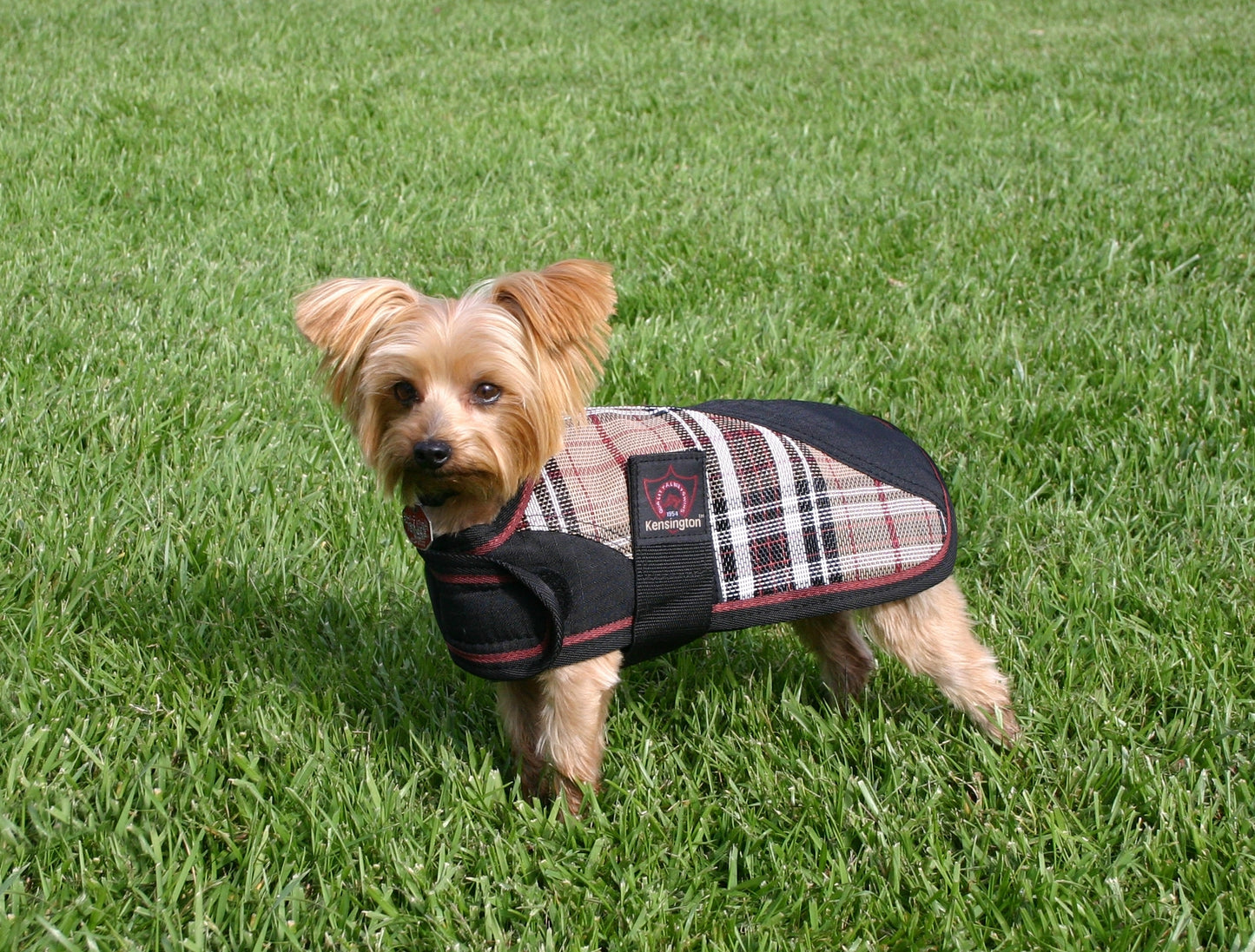 Kensington Signature Dog Coat