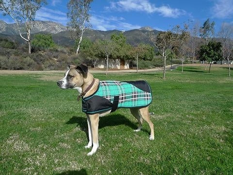 Kensington Signature Dog Coat