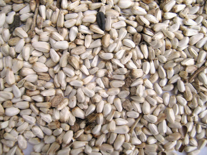 Safflower Seed