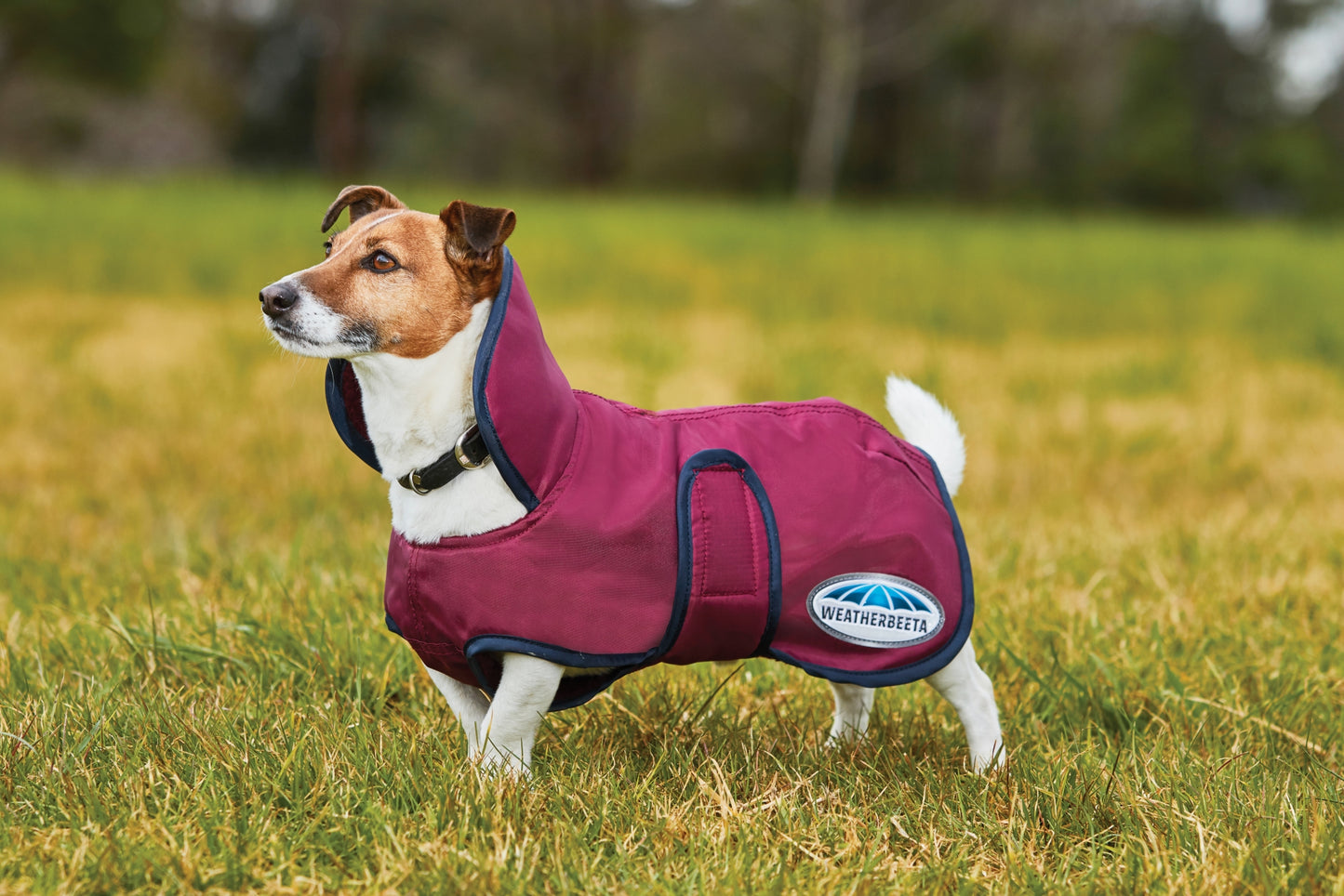 Weatherbeeta 420D Dog Windbreaker Fleece Lined with Belly Wrap